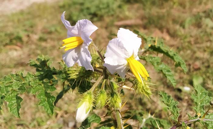 ফাঁকা মাঠে সৌন্দর্য বিলাচ্ছে কাঁটানটে ফুল/ছবি সরোয়ার হোসেন